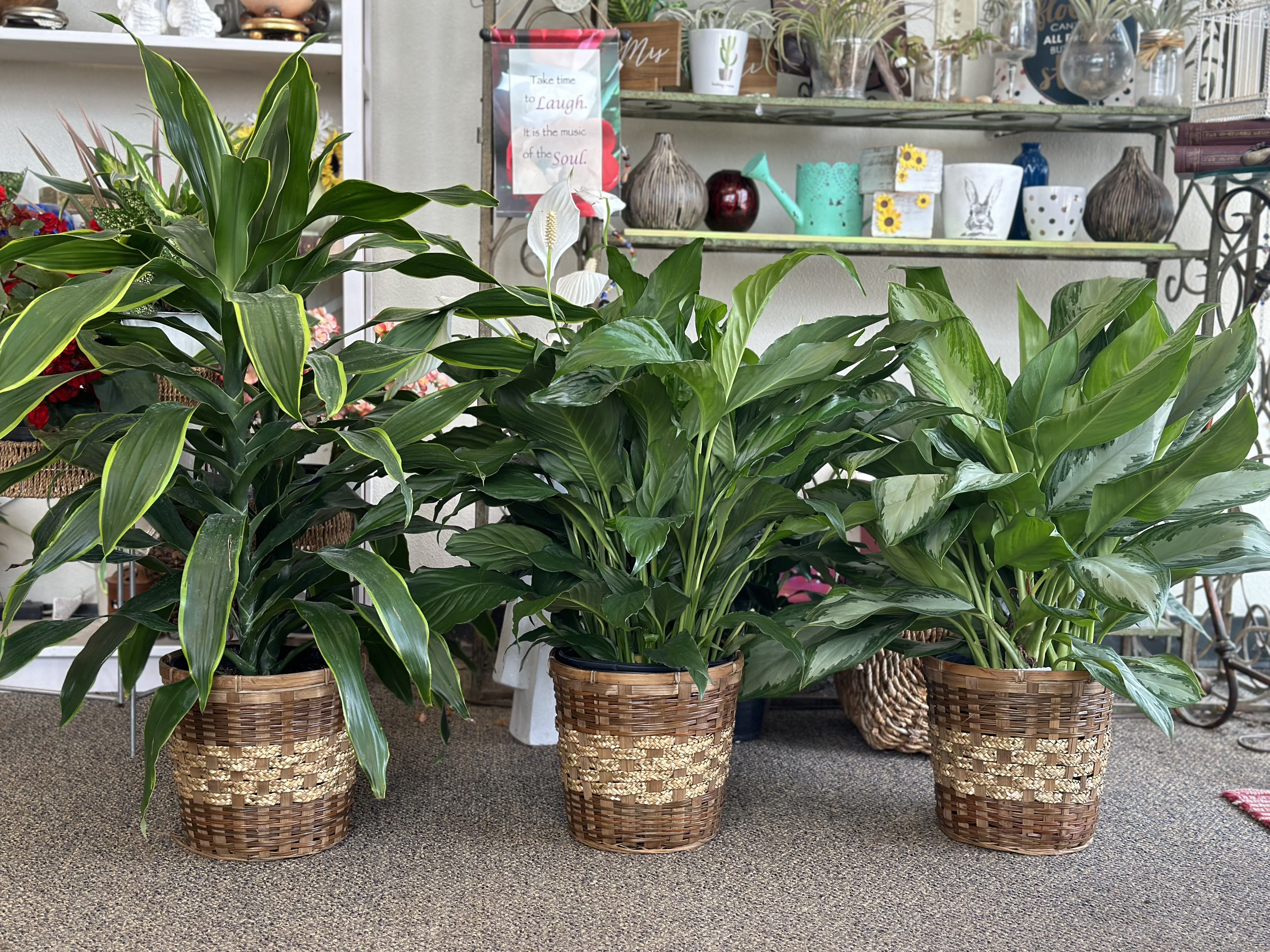 Designer's Choice Large Green Plant - A lush, green floor plant in an 8 inch wicker basket or upgraded pot. Your florist will choose the perfect plant from our selection of plants we get every week!