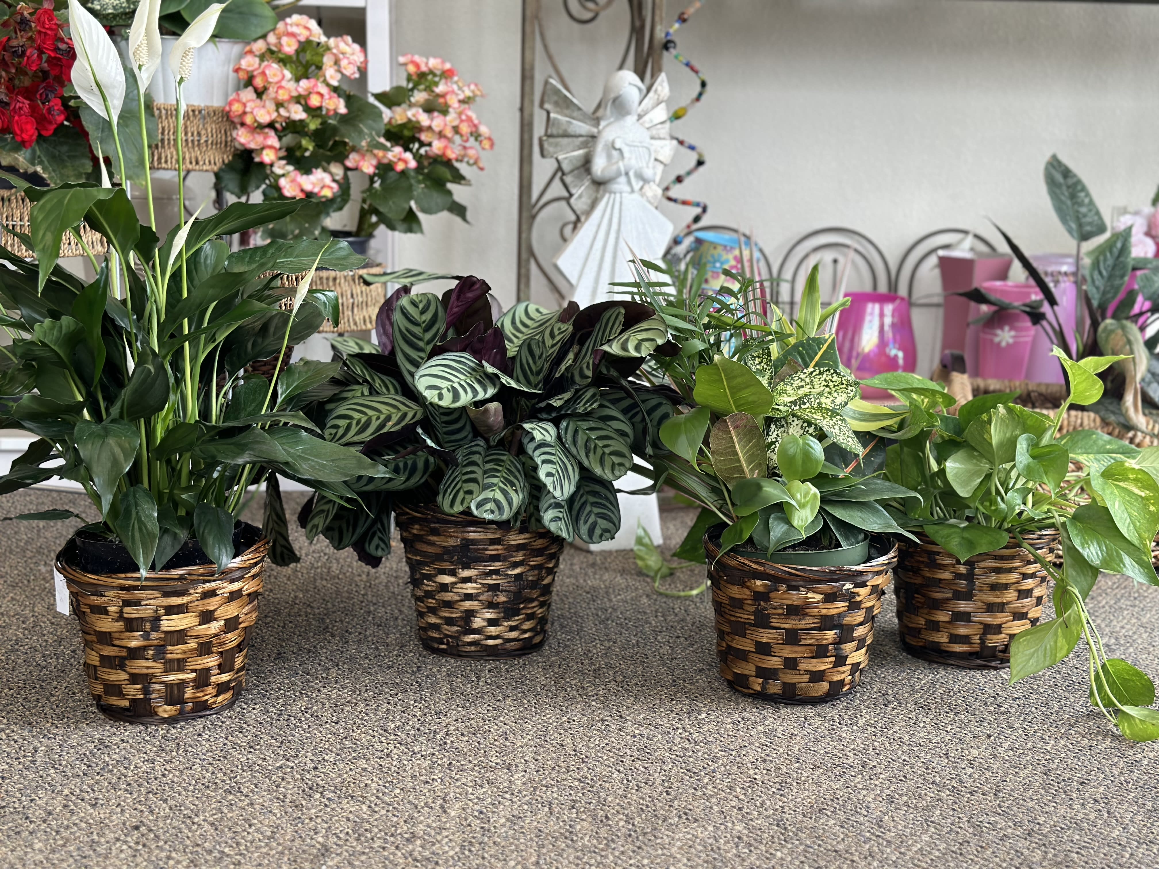 Designer's Choice Green Plant  - A lush green plant in a 6 inch wicker basket or upgraded pot. Your florist will choose a green plant from our selection of plants we get every week!