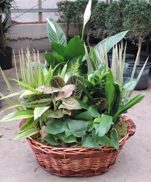 Large Plant Basket - This 24” basket has a wide array of green plants which compliment this beautiful Lush Garden display. Some of the plants you might find in here will be a peace lily, philodendron, croton, palms, pothos, scheffelera plants. Plants and container may vary due to availability.