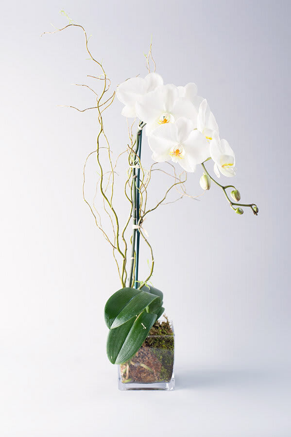 The Elegant Orchid - This elegant orchid is perfect for home or office. Our Single Stem White Phalaenopsis Orchid is potted with green moss in a ceramic or glass vase and accented with curly willow and raffia.  Care instructions: Orchid plants should be kept in moderate sunlight at 65-70 degrees. Due to the fact we plant our orchids in a glass vase they need to avoid being over-hydrated. We recommend putting 1 ice cube or 1oz of water on top of the moss and allowing it to melt once every 10-14 days.  This should keep the moss moist but not saturated. The blooming cycle should last about one month.  