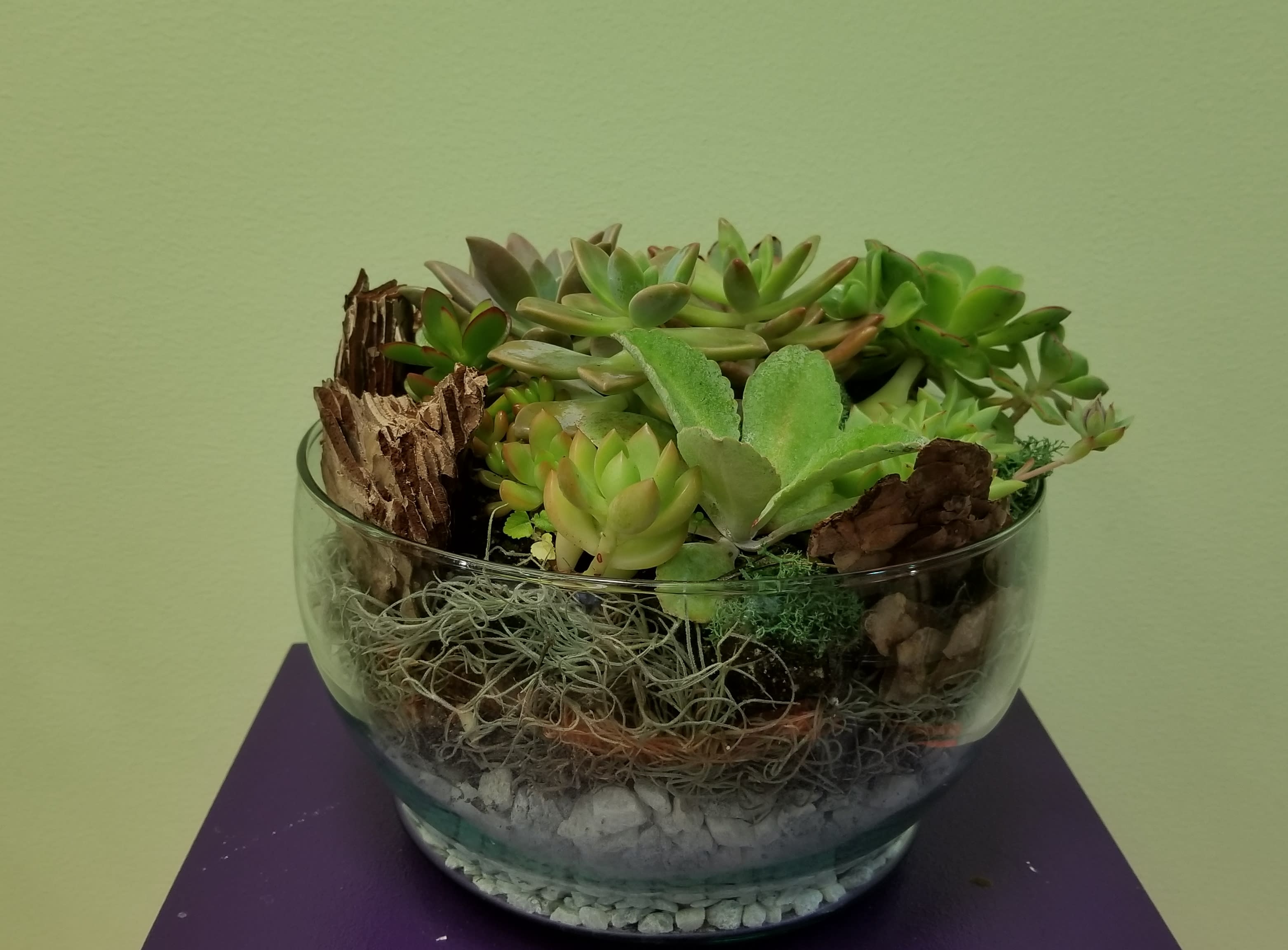 Ovation Bowl Terrarium - Each design is one of a kind. The terrarium includes a beautiful variety of succulents that are each handpicked by one of our professional designers. 