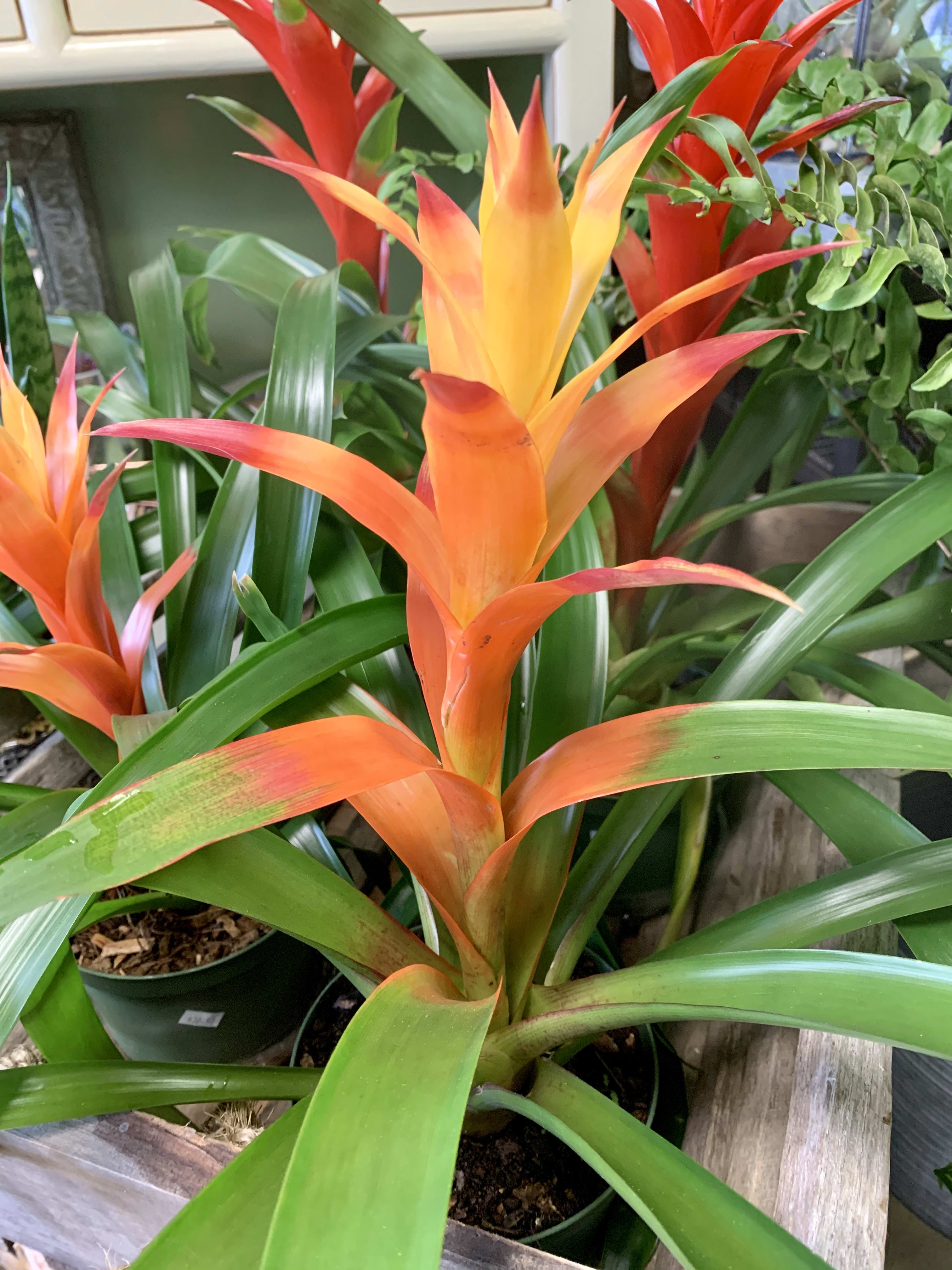 Bromeliad Houseplant - Colorful tropical foliage to give any room that extra wow factor! This plants needs bright indirect sunlight and well drained soil to flourish. Blooms last for 3 to six months.