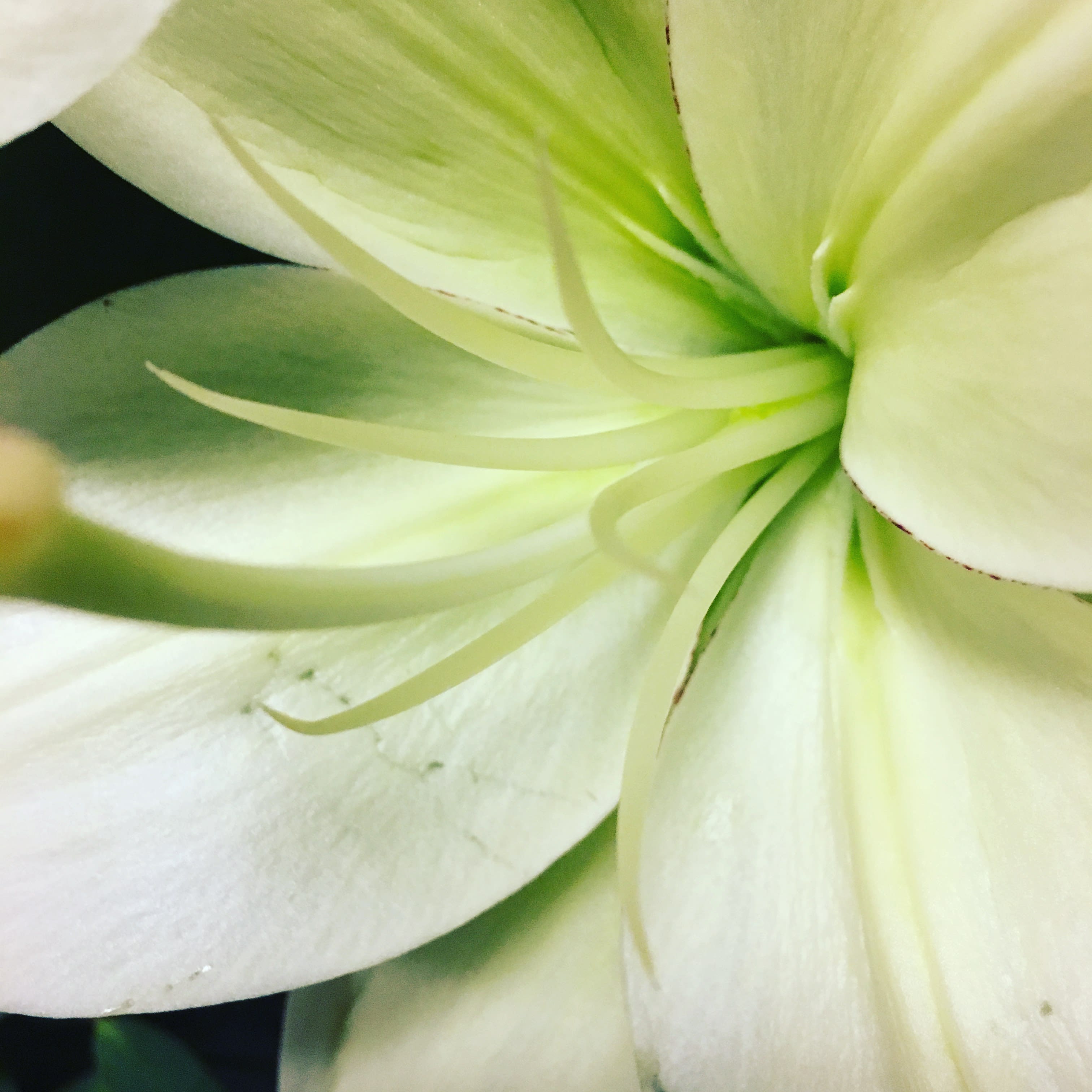 Sympathy Design - Our designers pride themselves on personal, customized floral designs, let us create a sympathy arrangement just for you. Notate any preferences in the special instruction area such as all white, masculine, feminine, or something about the person you've lost that will help us to personalize your design.