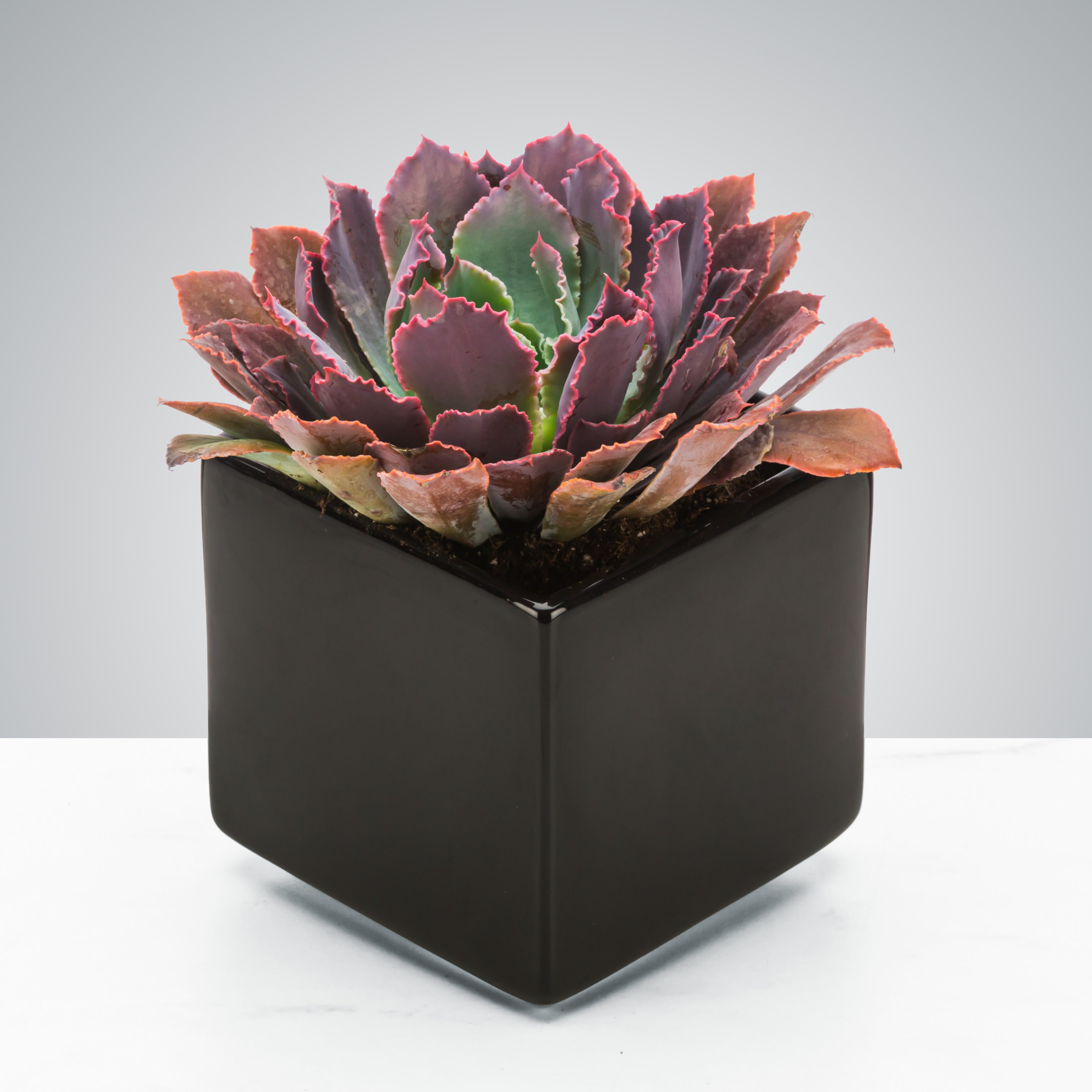 Dark Succulent by BloomNation™ - Send a dark potted succulent for Father's Day, to celebrate a career win, or just because. It can be enjoyed for years if you treat it right! Vase and succulent variety can change based on availability.