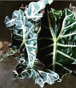 Tropical House Plants - Our most beautiful and hearty tropical plants are sure to breathe life into any space and décor. Send it to the office OR the home! All tropical plants come in modern ceramic pots with care instruction included.
