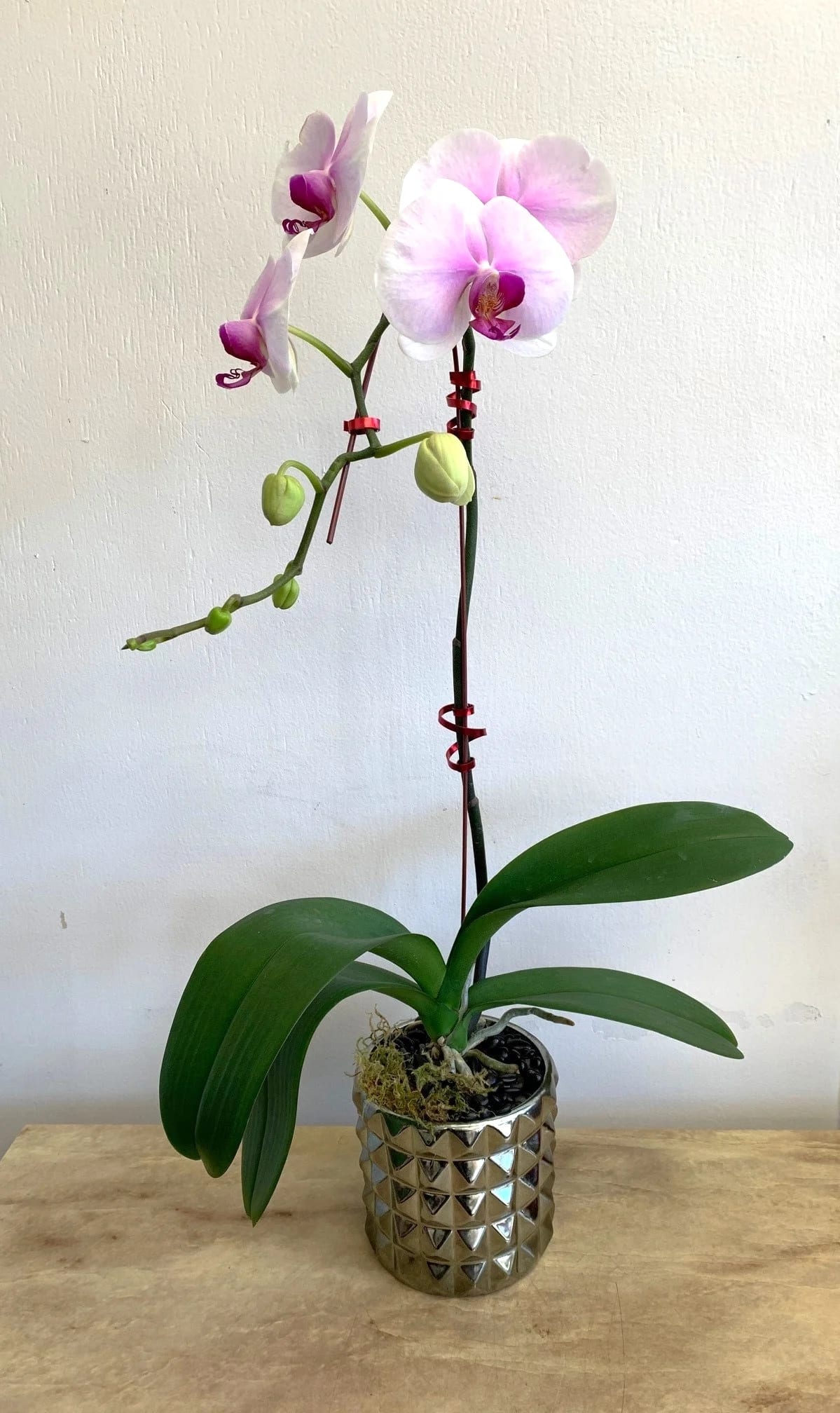 Phalaenopsis Orchid Plant - Phalaenopsis Orchid Plant tall or cascading in glass with moss bark and rocks...  they are surprisingly low maintenance and stay beautiful for weeks.  Can request White or Purple.