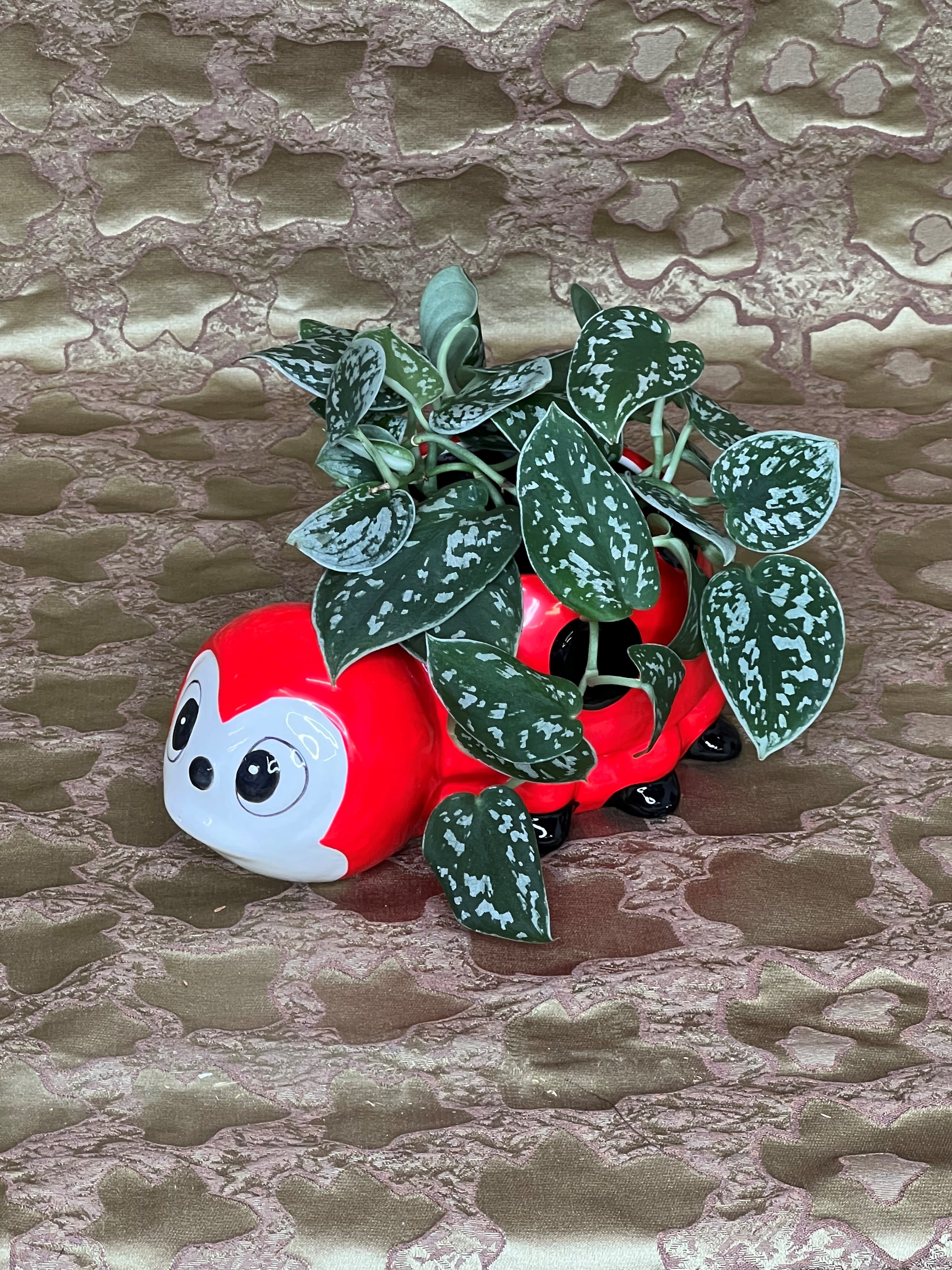 Plant Love Bug - Velvet Pothos in this adorable Lady Bug keepsake.  Easy care and Fun!