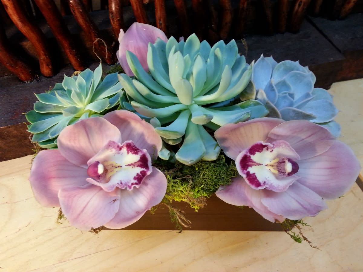 Succulent Trio - Succulent plants are boxed with moss and decorated with beautiful cymbidium blooms. The boxed succulents are a long lasting minimal care gift and the orchid blooms can just be removed after they lose their beauty.