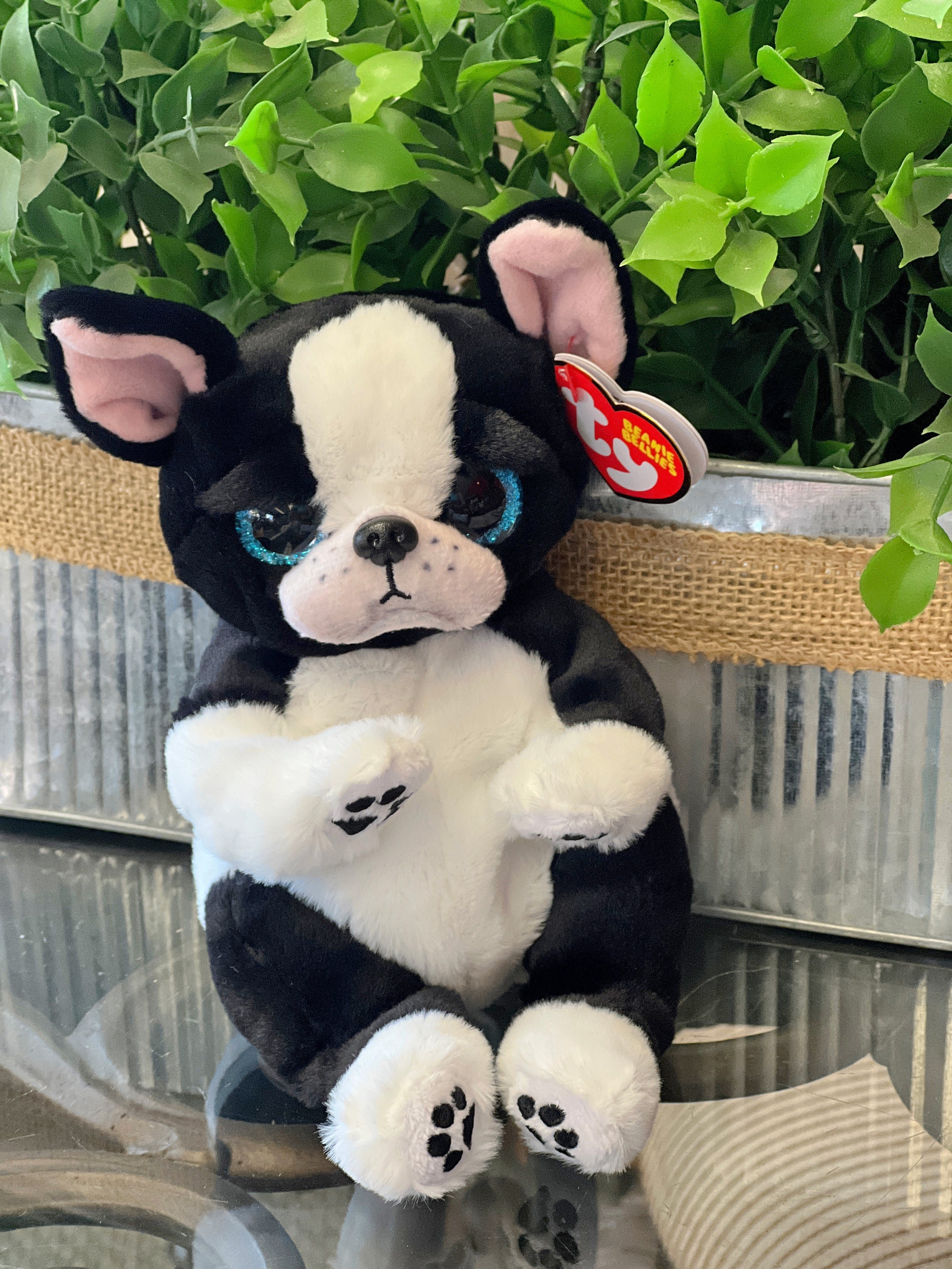 Boston terrier teddy deals