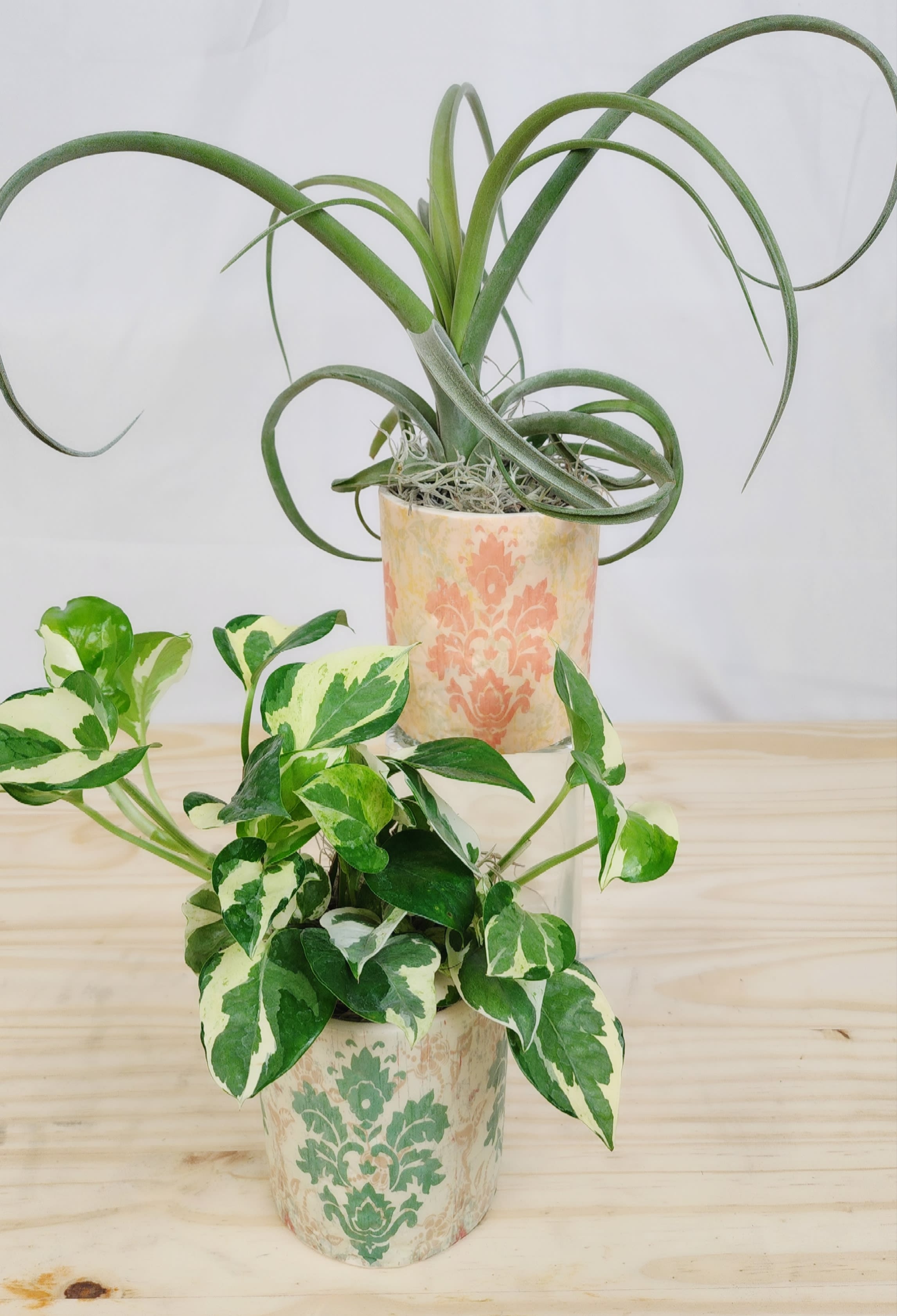 Pattern Plant Duet - 2 Patterned ceramic containers with seasonal green plants.  Great displayed together or in separate places. Add a little touch of fresh plants anywhere. Each one approx 7&quot; - 10&quot; tall with plants 