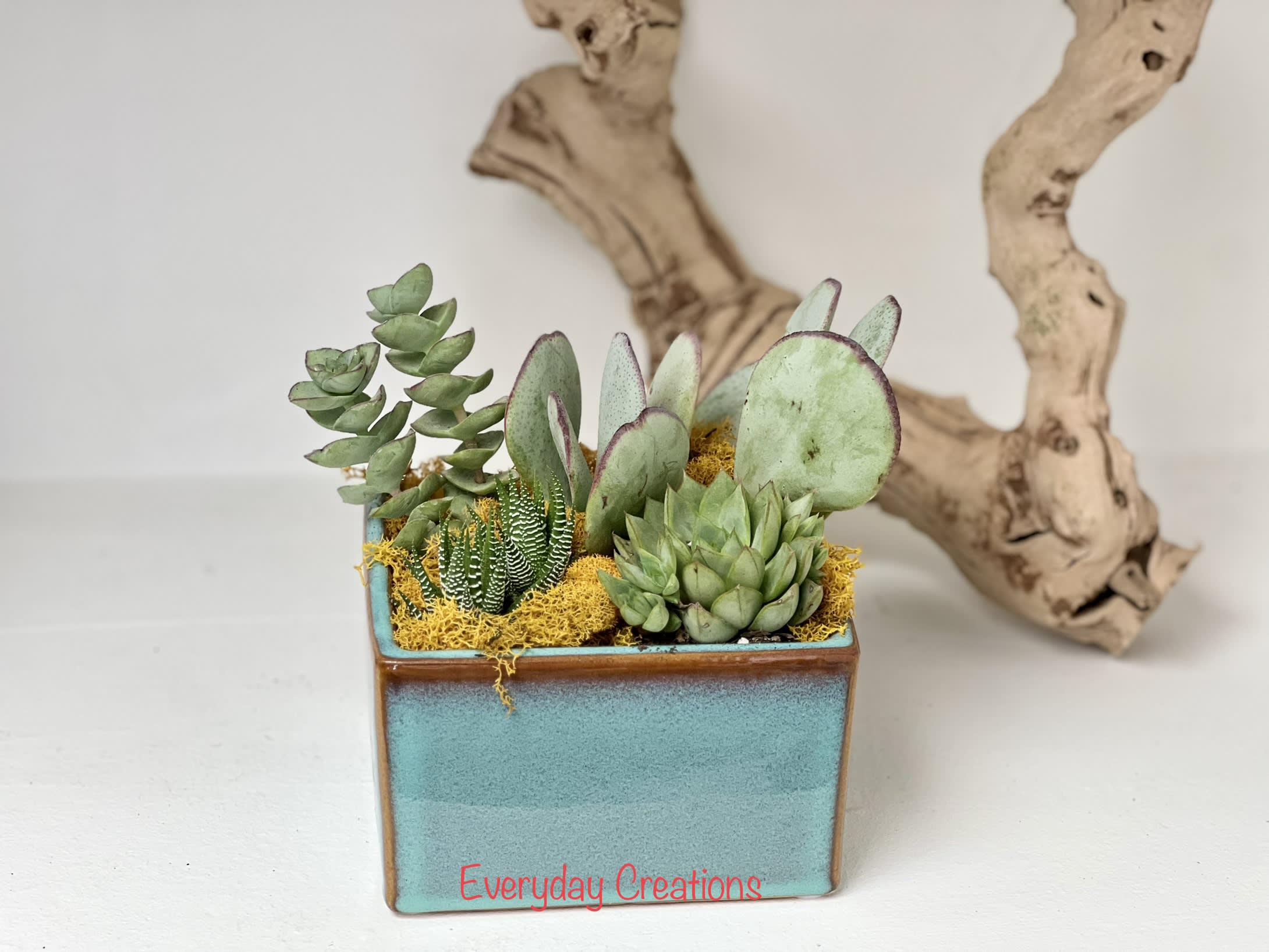 EC20 - Fun succulent Garden - Looking for a stylish and low-maintenance way to bring a touch of nature indoors? The Fun Succulent Garden comes in a blue cube vase, perfectly complementing the green hues of the variety of succulents and colorful moss that surrounds them. With a variety of textures and shapes, this succulent arrangement is both visually beautiful and easy to care for. Place it on your desk, coffee table, or any other spot in your home that needs a little greenery and enjoy the calming presence of these beautiful plants.  