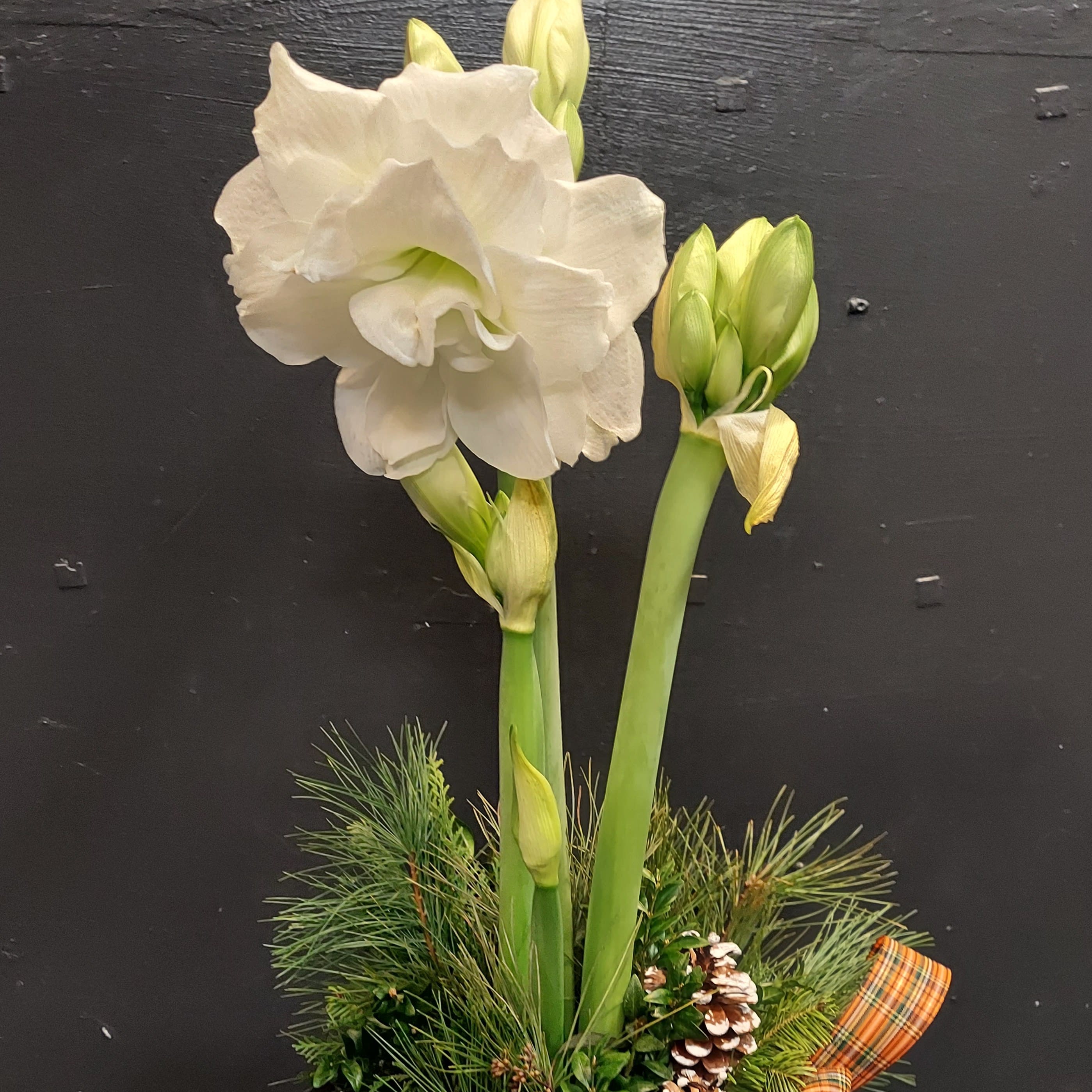 Amazing Amaryllis - This beautiful bulb flower will make a big hit at your holiday party.  Complete with mixed evergreens and a festive bow &amp; container.  Perfect as a centerpiece to add drama to your table  or as a hostess gift.  