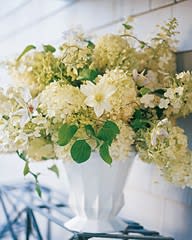 Abundant Life- Granbury Florist - Cream and white oak leaf hydrangea and astilbe in white urn