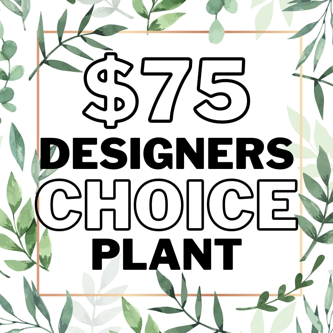Designer's Choice Plant Sympathy - $75 - Plants bring vibrancy and life into the home making them the perfect gift for both celebration or sympathy.  Allow our designers to put together a beautiful plant for your loved one to enjoy, or honor those who have passed. All our plants come dressed, which typically includes, basket, bow, decorative sticks, &amp; a butterfly.  If you have a special request for a bow color let us know in the &quot;Special Instructions&quot; Section and we will do our best to meet that.  Common Plants In This Category Include: Peace Lily, Schefflera, Rubber Tree, Bromeliad, Cala Lily, Calathea, Fatsia, Monstera, Swiss Cheese Ivy Pole, Pothos Ivy, etc