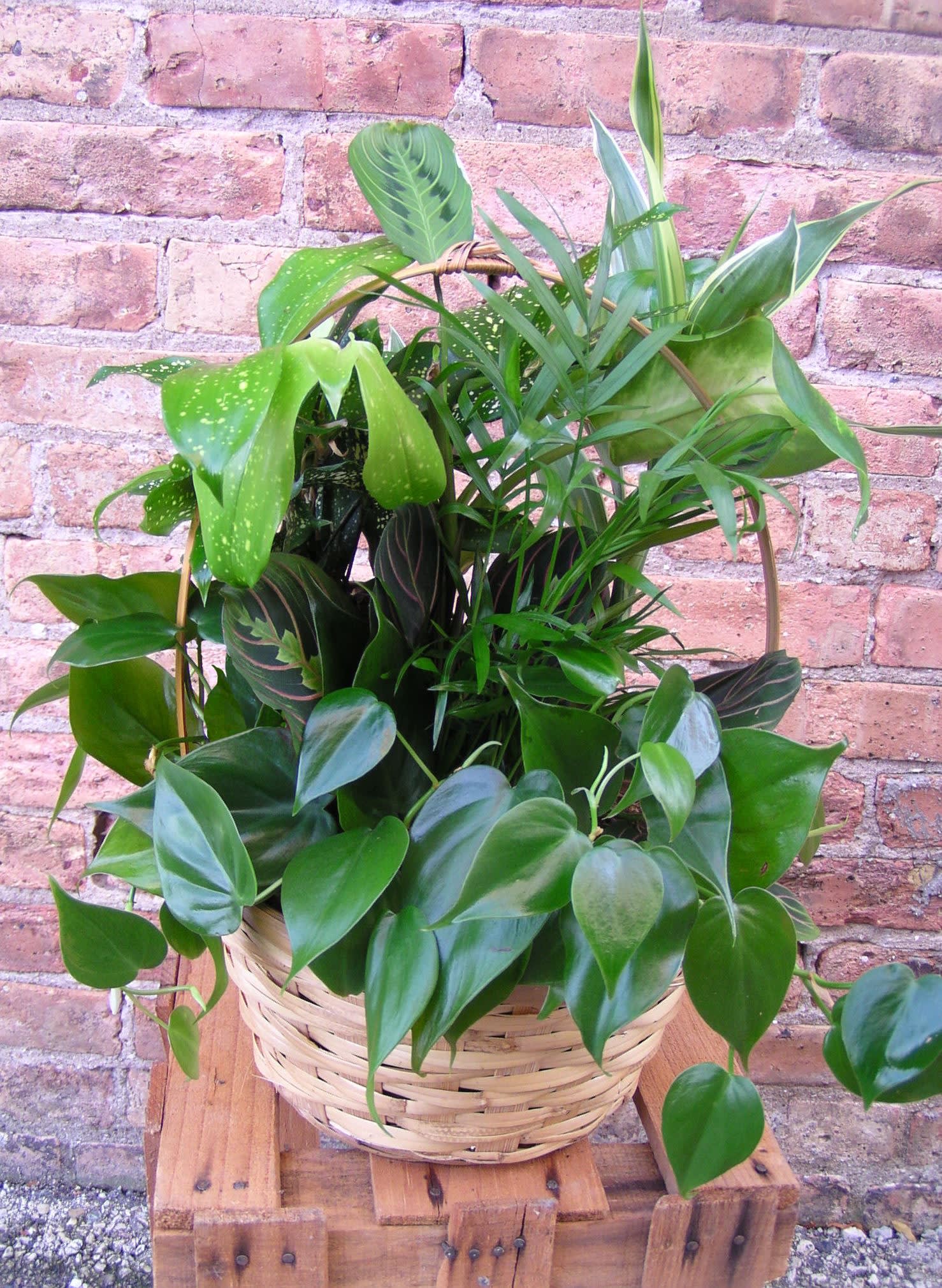 Dishgarden - A beautiful mix of green plants in a basket. The perfect gift for a thank you, Bosses Day or for sympathy.