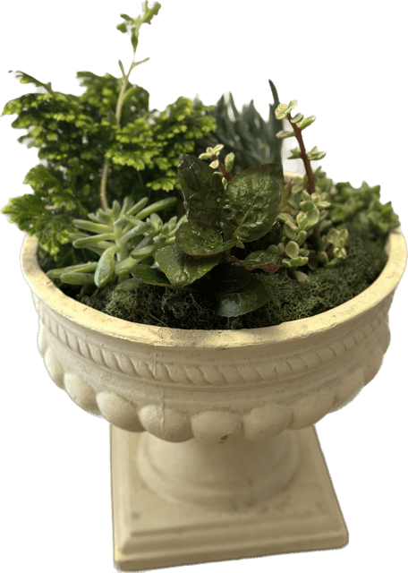 Succulent Symphony of Greens Succulent Symphony of Greens - The perfect desk or table accessory, this succulent box features four 4 inch succulents and three 2 inch succulents. Perfect for birthdays, Father's Day or sending post promotion or job hire. APPROXIMATE DIMENSIONS: 12" W x 9" H
