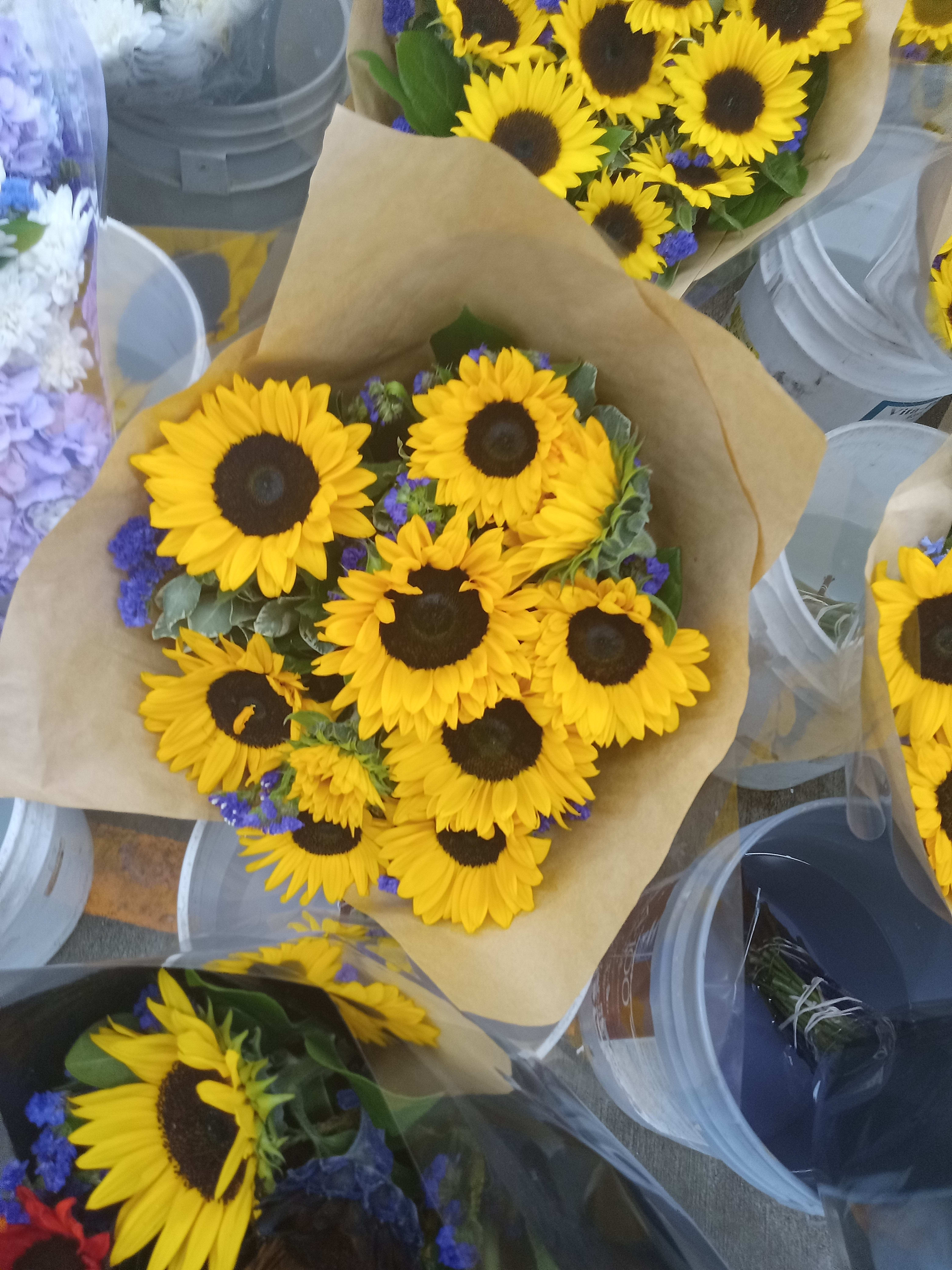 Lots of sunflowers Lots of sunflowers - Lots of sunflowers wrapped