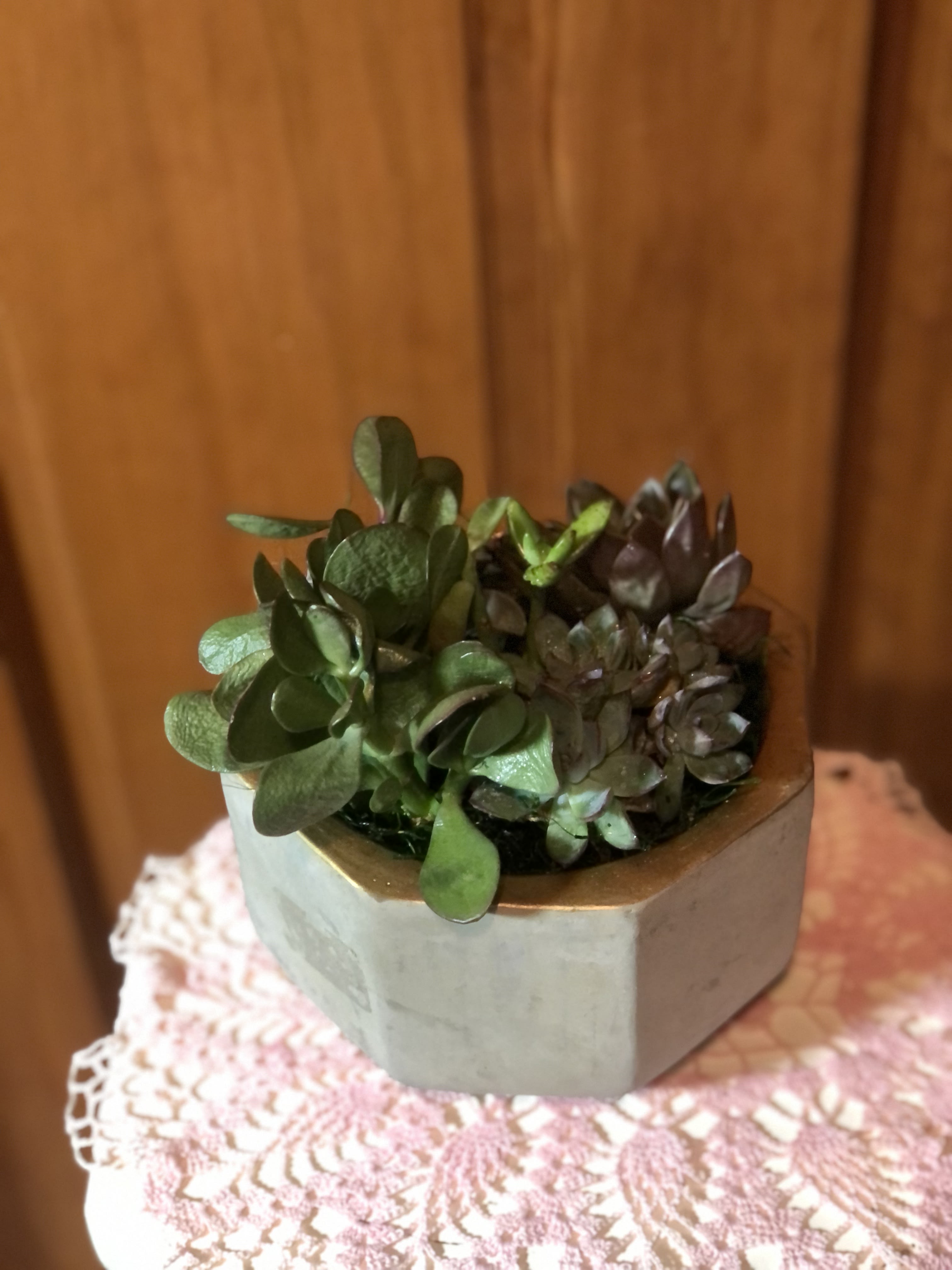  Terra Cotta Dream - Our  Terra Cotta Dream is an easy to care for succulent garden. An assortment of our favorite succulents nestled into a ceramic container. Can be used indoor or out during the warmer months of the year. Layered with sand, soil and fertilizer for a year's worth of carefree growing. Mist lightly when soil is dry to the touch. Please see our blog about the &quot;toothpick method&quot; as this is the best way to water a succulent garden.