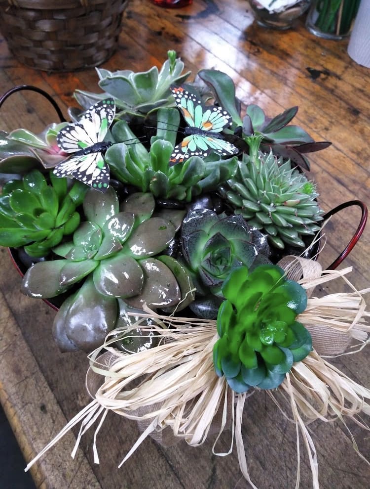 Succulents Galore Succulents Galore - A variety of nine succulents in a hdled wicker basket