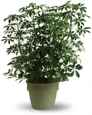 AMAZING ARBORICOLA - Also known as the umbrella plant due to its lovely arching leafy branches, this is an amazing gift. It can last for years and lend its graceful beauty to any home or office. Standing almost three feet tall in its olive green ceramic planter, this arboricola is a natural