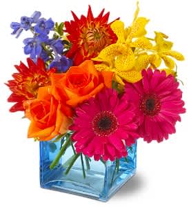Calypso - Gerber Daises, Roses, Mokara Orchids, Delphinium, and Dahlias in a Blue Cube Vase