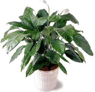 Spathiphyllum Plant in Basket - The lush Spathiphyllum plant in a woven pot cover is one of the few flowering plants that blooms reliably indoors. 8&quot; pot.  Approximately 24&quot;H x 24&quot;W