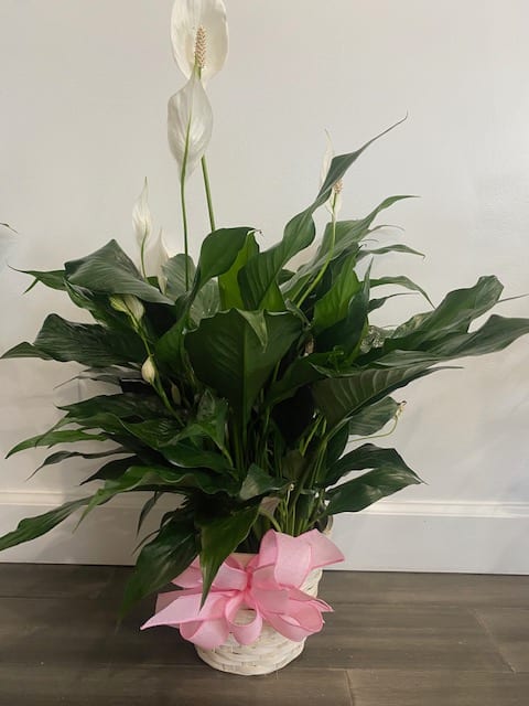 Plant (6 Inch Pot Size) Plant (6 Inch Pot Size) - Send a plant with a pretty vessel in memory of the person being celebrated.