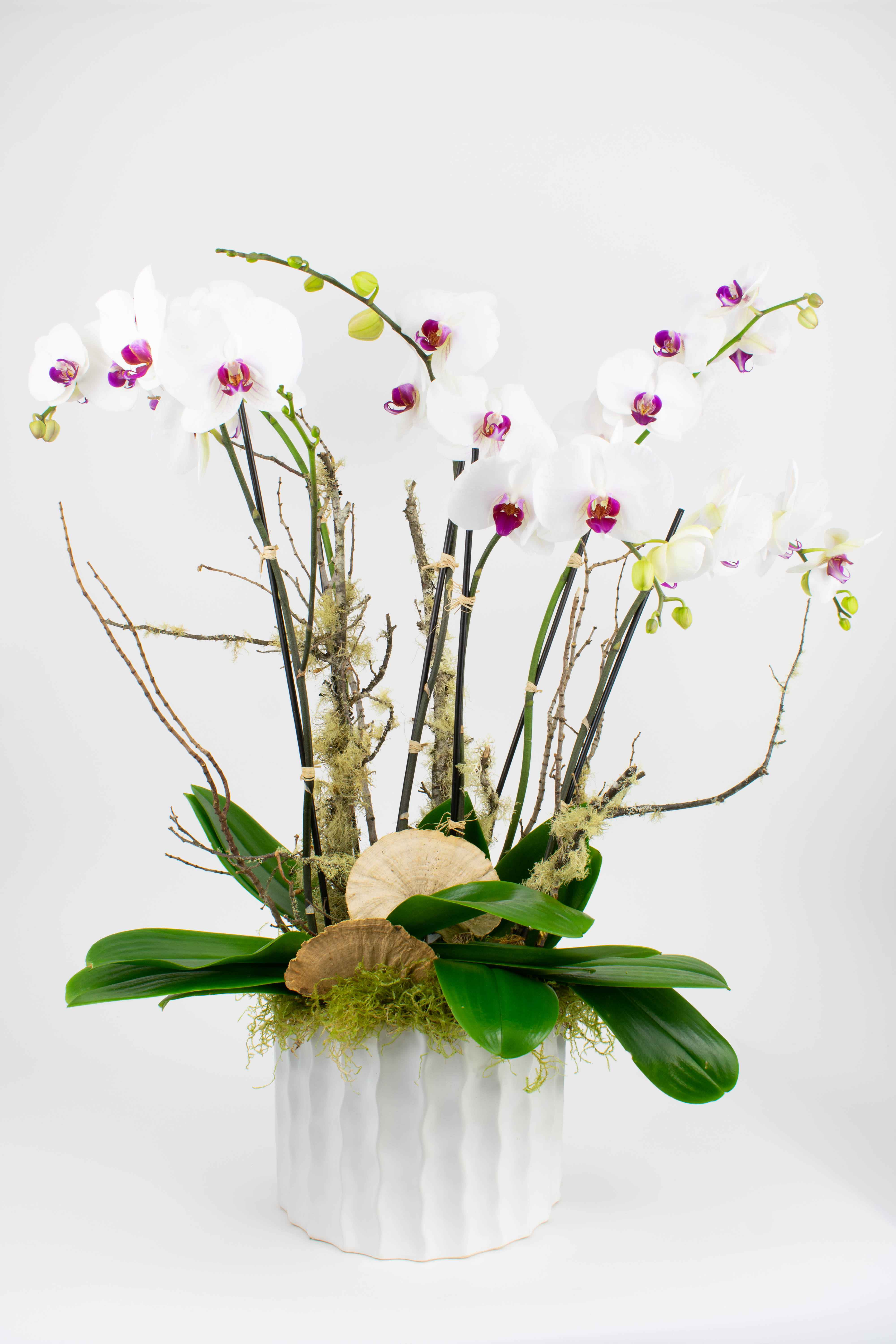 Tropical Trio (Live Orchids) in San Francisco, CA Sol Ambiance