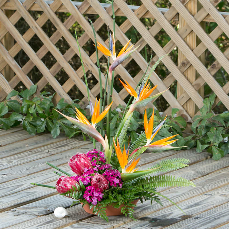 In the Tropic In the Tropic - Birds of paradise arrangement with king Protea and dianthus.