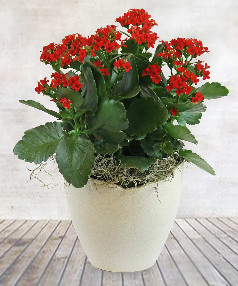 Red Kalanchoe Plant - Indoor Blooming Plant 