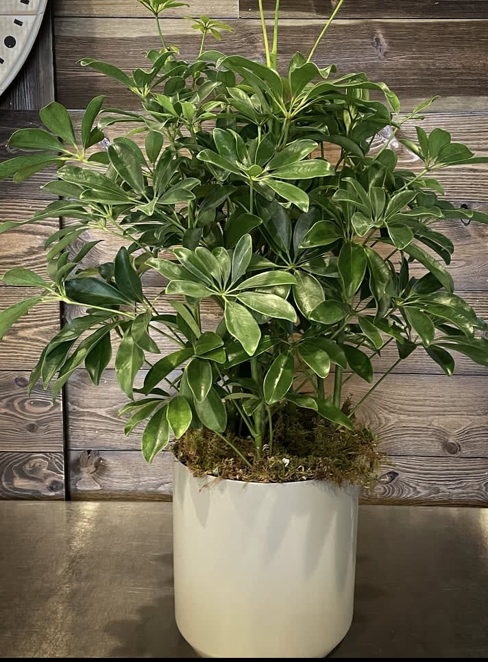 Schefflera Arboricola - Schefflera Arboricola or more commonly known as a Dwarf Umbrella Tree is a lush and vibrant way to bring nature into any space. This incredible plant displays its beautiful foliage presented in a round graphite container for a look of modern sophistication making it an ideal plant suited to fit into any interior decor. 8&quot; diameter plant.