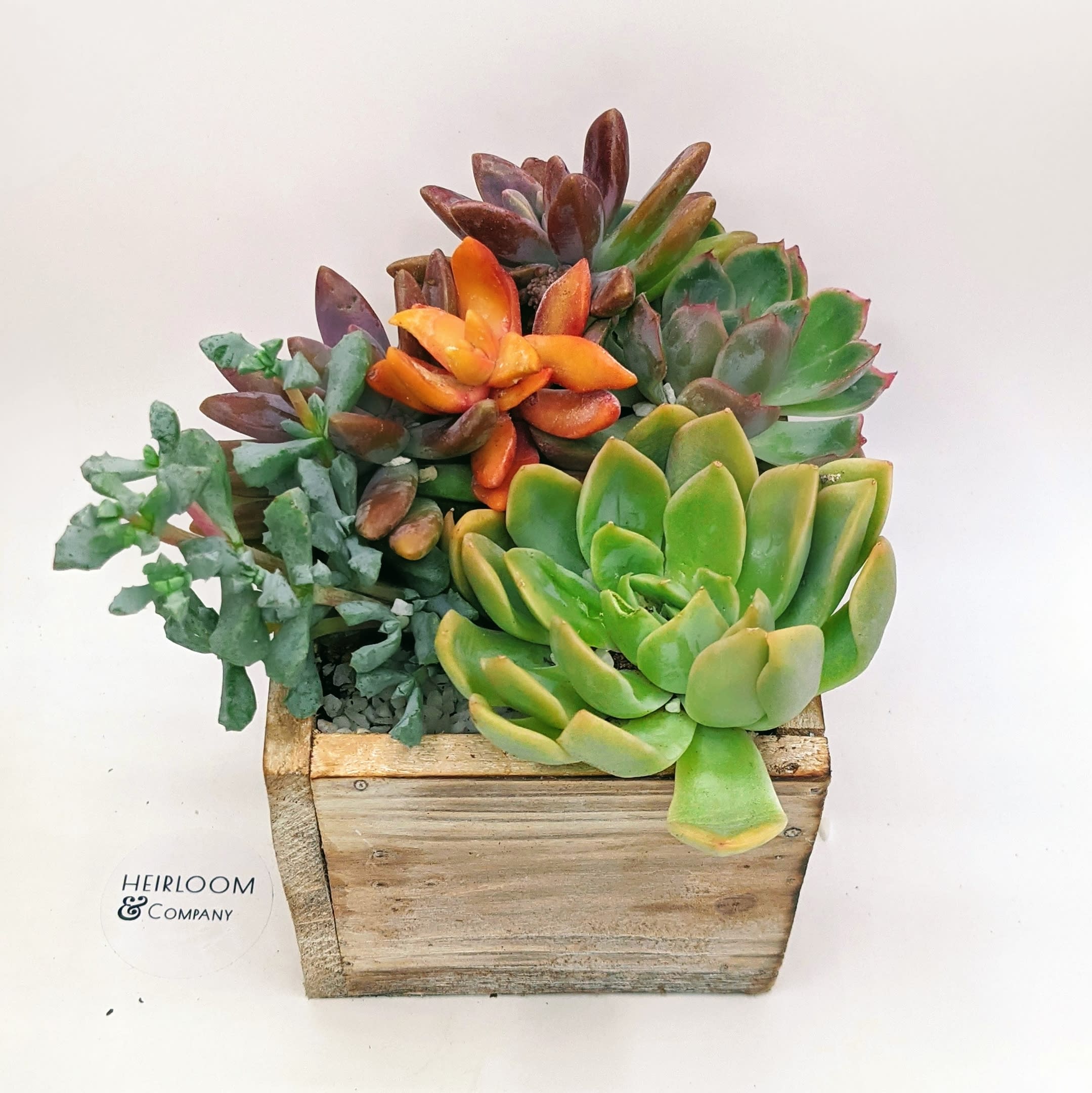 Acapulco Sun - an earthy square box filled with a natural array of color and pop. our finest colorful succulents planted in organic soil, layered with a coating of tiny white rocks. Keep them in the box, or add them to your darling garden, either way, they are sure to make anyone smile!