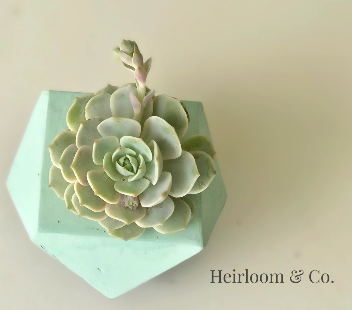 Beatrix  - Mint and Charcoal-Navy Geometric cement container with a rather rare succulent.