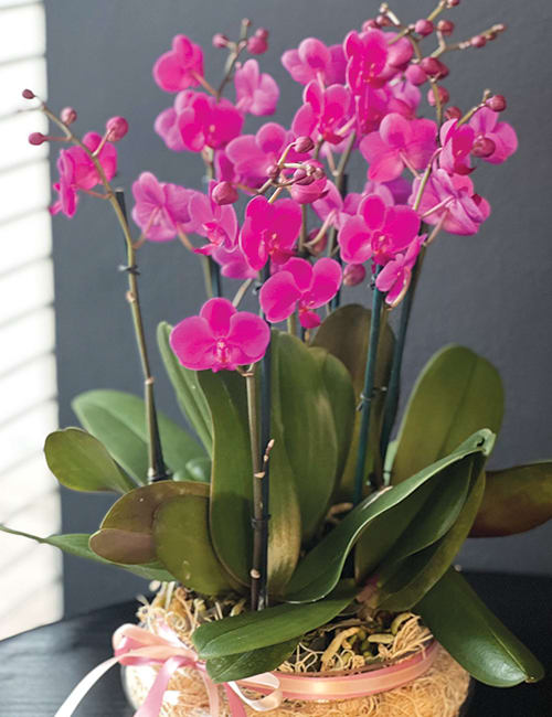 Purple Mini Orchids in a Vase - Purple Mini Orchids in a Vase 7-8 purple orchids in clear vase with decor.