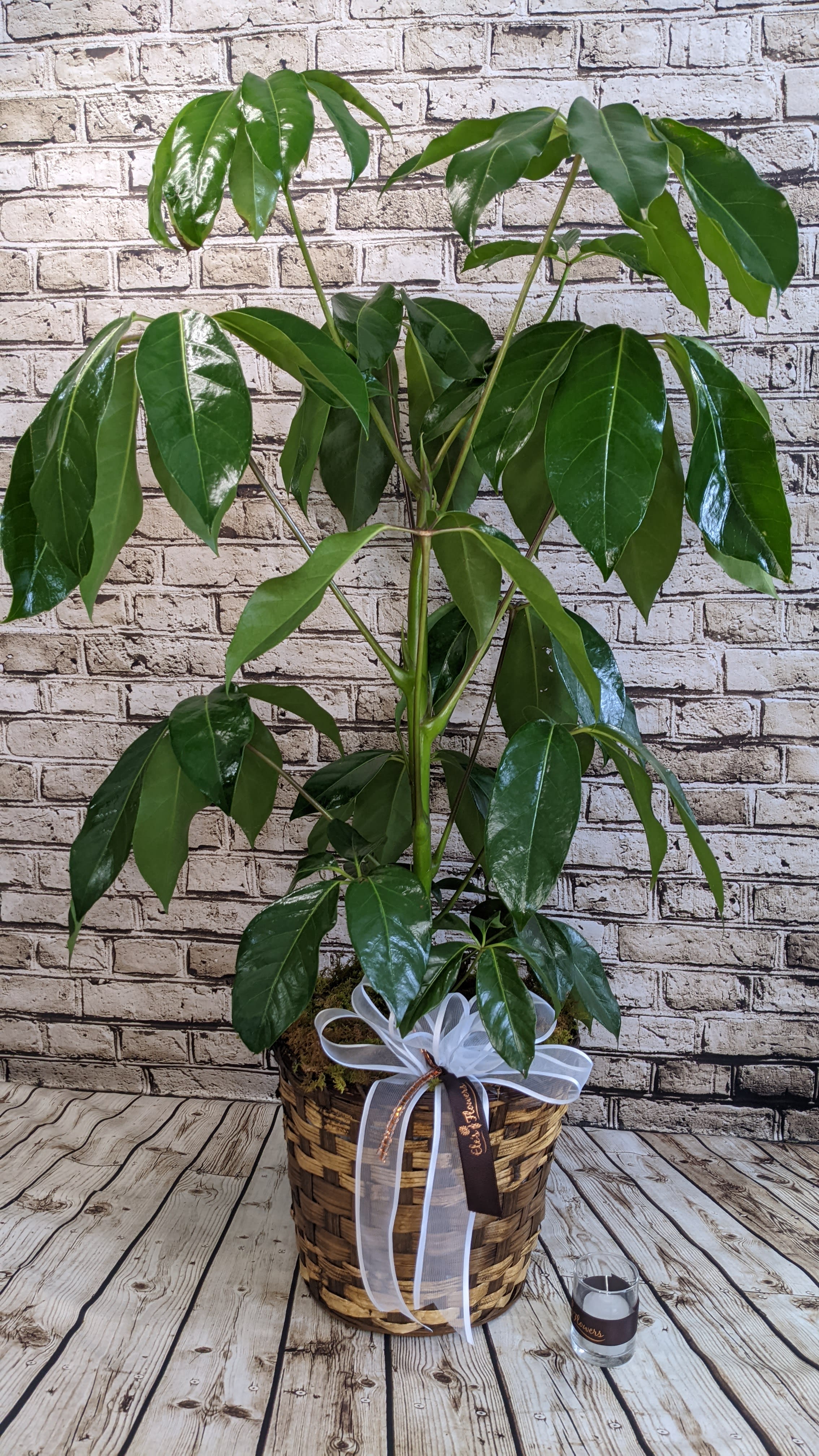 Stately Schefflera Plant 8" in Stanley, WI Ele's Flowers