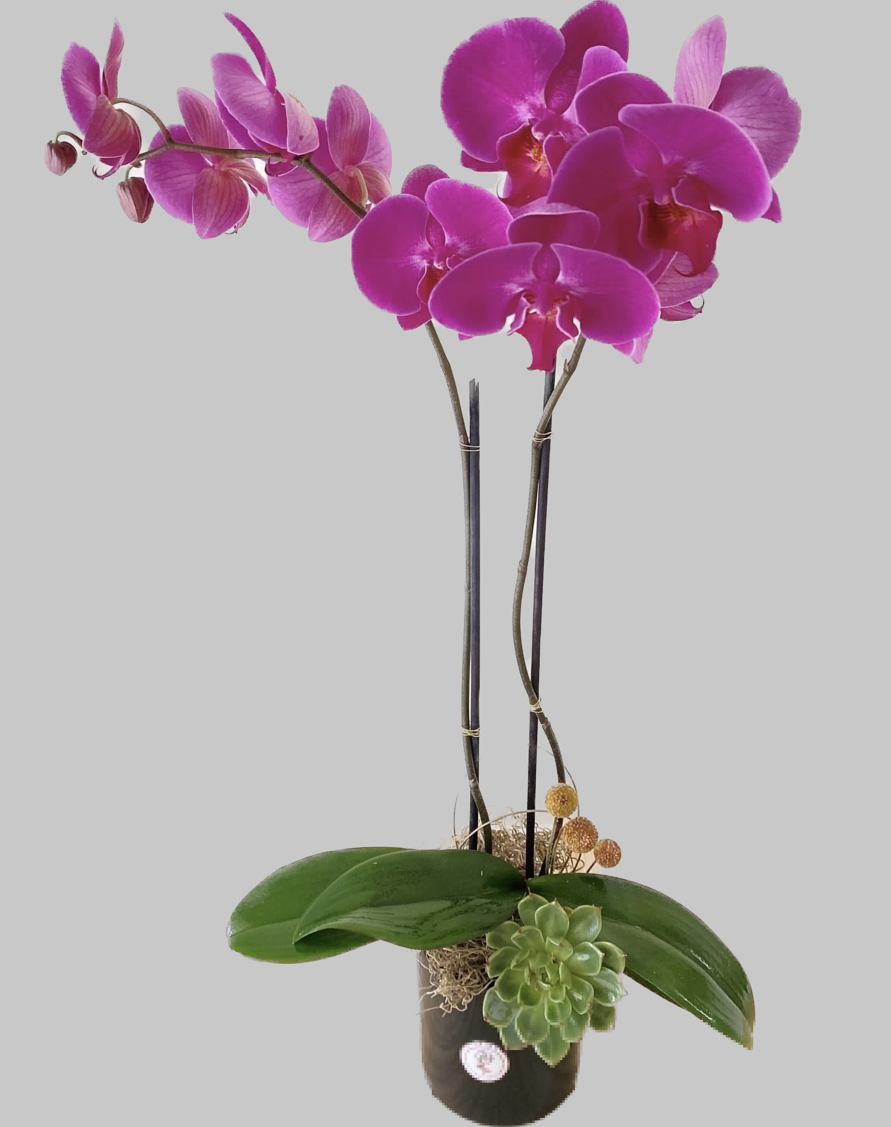 The orchid jewel  - Gorgeous magenta double orchid plant includes succulents in a black 5-inch vase. 