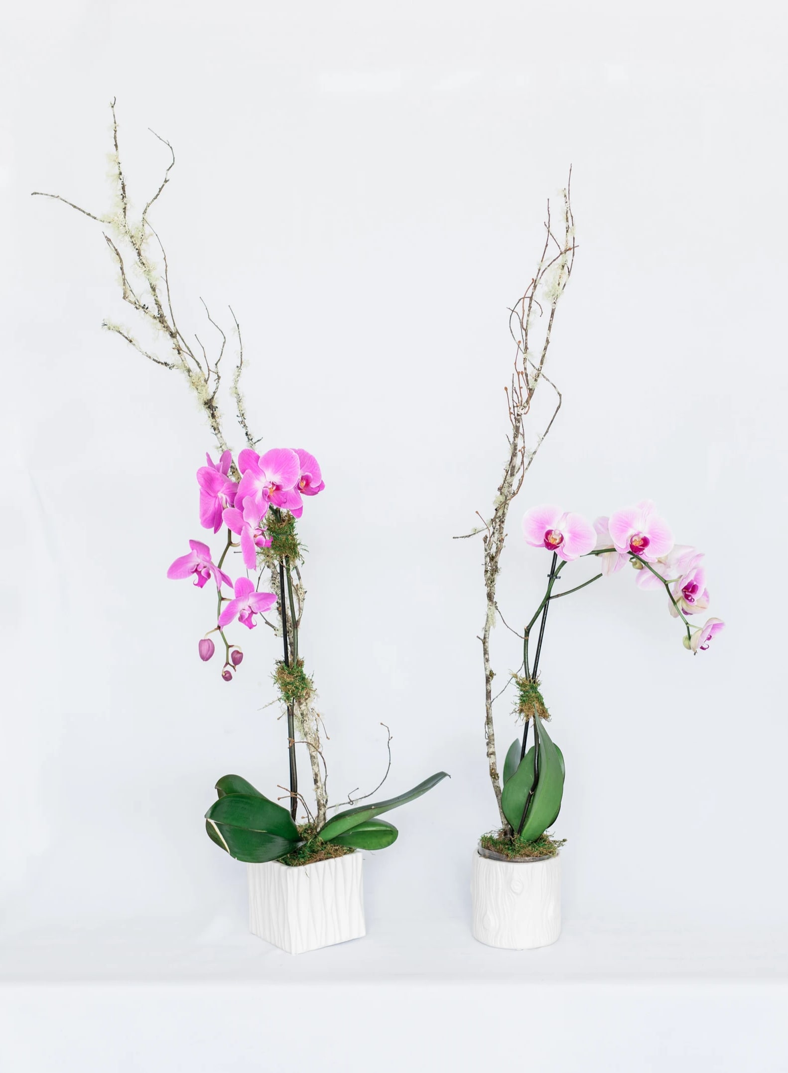 Orchid Elegance - The perfect, long lasting, gift for everyone in your life. The Orchid Elegance is a simple, yet gorgeous piece that will compliment any space. Arranged orchid in a designer vases, accented with moss and seasonal branches.  Please call to inquire about store's availability of colors.