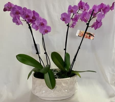 Double Orchid with 4 Stems in Planter - Gorgeous orchids in a lovely planter. 4 stemmed orchid plant. Colors and planter vary by seasonality and availability. All plants will have 4 stems. 