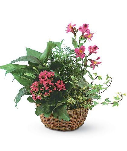 Garden Basket with Added Flowers - The European Garden beautifully combines flowering plants with green plants. This lovely, lasting gift is perfect for any occasion.