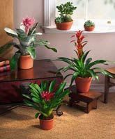 Tropical Blooming Bromeliad Plant  - One of the most striking features of tropical and subtropical forests is the abundance of colorful Bromeliads found growing on tree trunks and branches. We offer a Bromeliad that will similarly brighten any home or office. Perfect and its glowing bloom will last for months. The pot has a 5&quot; diameter, and the Bromeliad stands between 10&quot; and 12&quot; tall. * Note that delivery area may be limited and a seasonal substitution could be used.