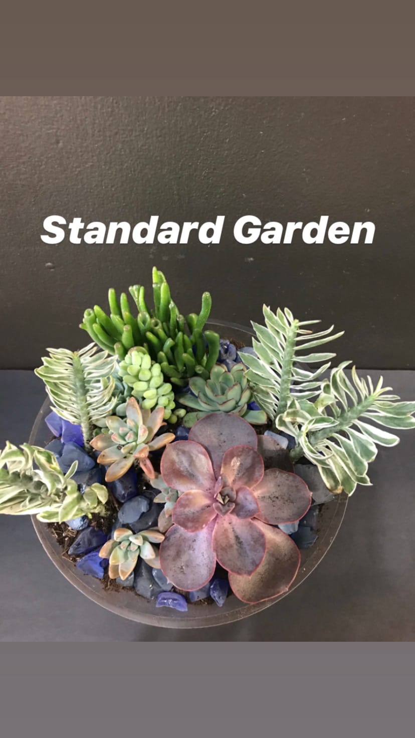 Succulent Garden by Nellie&#039;s Wildflowers