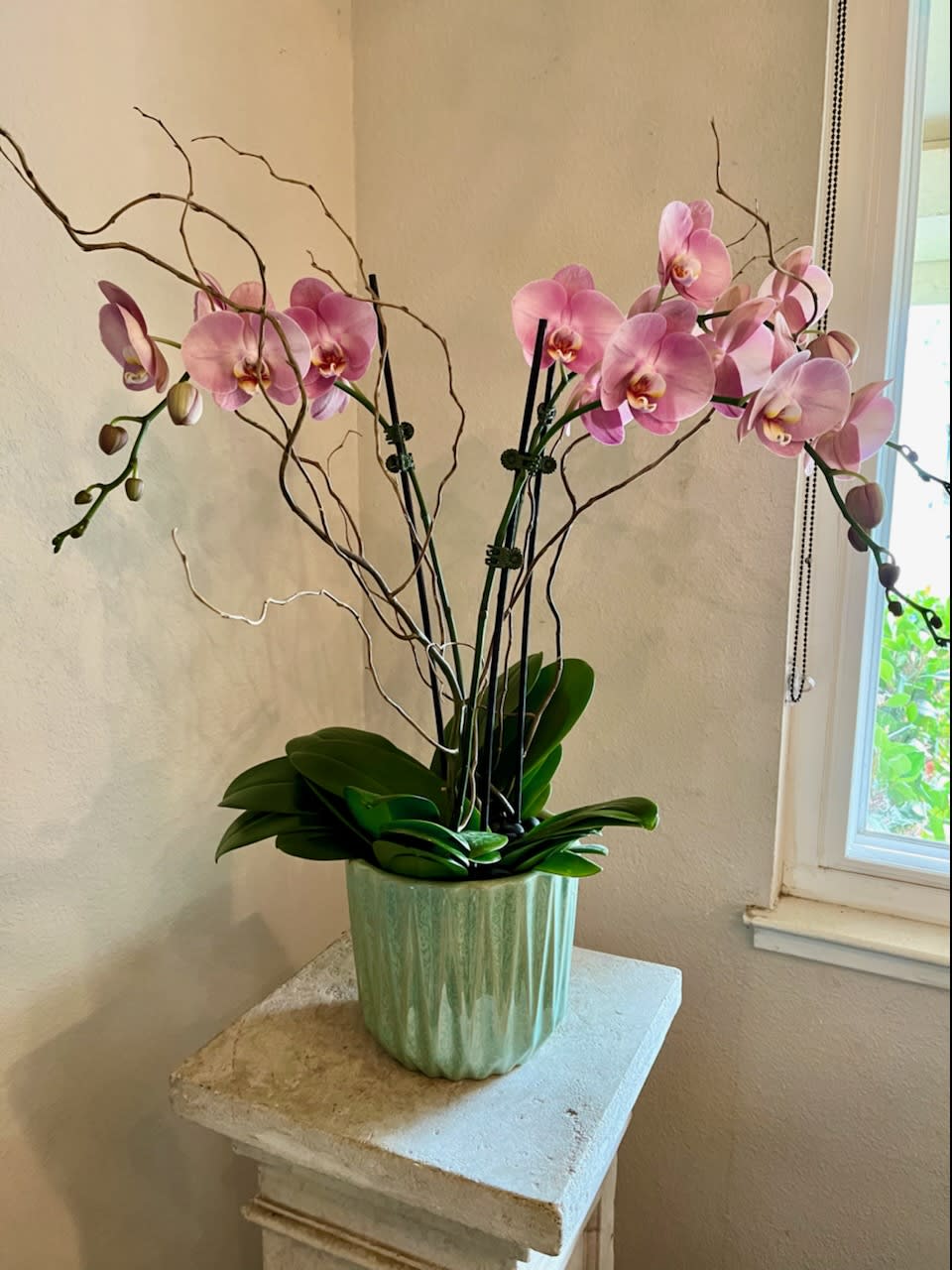 Double Orchid Pot - A combination of potted orchids in a beautiful ceramic pot. Individual pots will vary, but it will be ceramic. 