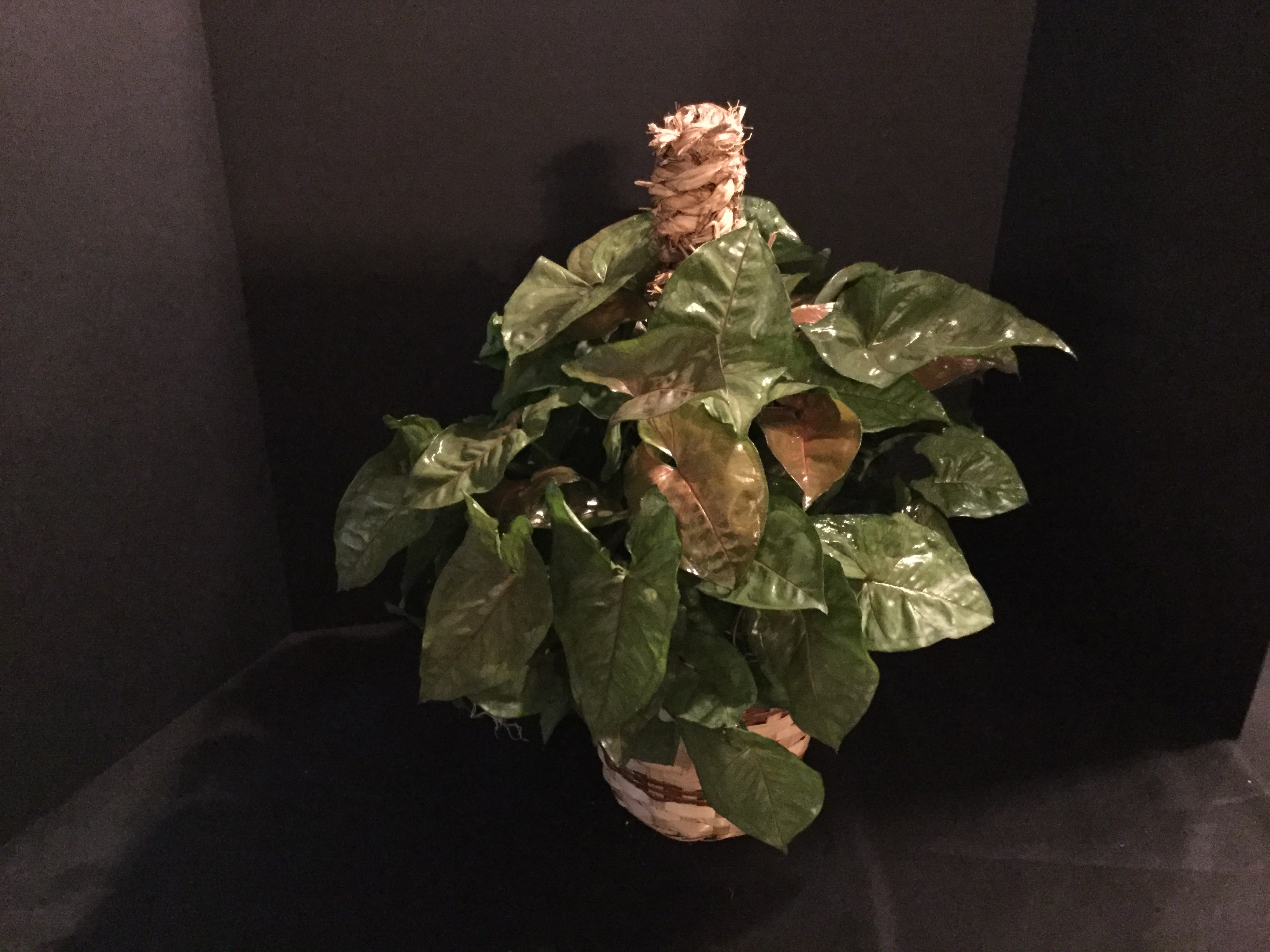 Arrow Head Pole Arrow Head Pole - 6" green plant Arrow Head on a pole with bamboo basket. Bow included