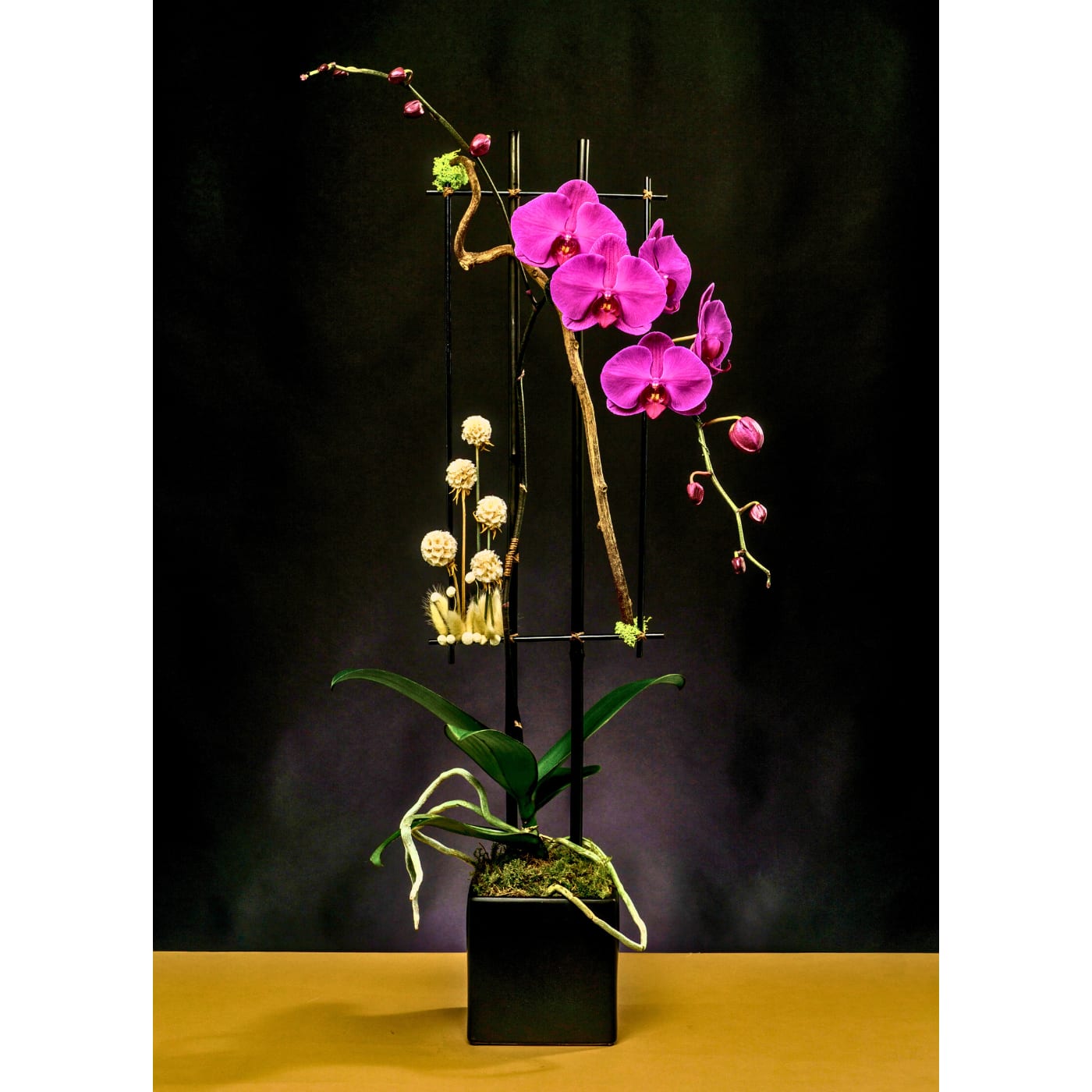 Purple Blooming Beauties - A magnificent magenta Phalaenopsis orchid plant designed in a black square ceramic vase and enhanced with a custom design background using a touch of dry flowers, Kiwi branches, Reindeer moss, green moss and bamboo sticks.  Vase Dimensions: 6.00&quot; Height x 6.00&quot; Width x 6.00&quot; Depth (satin finish)