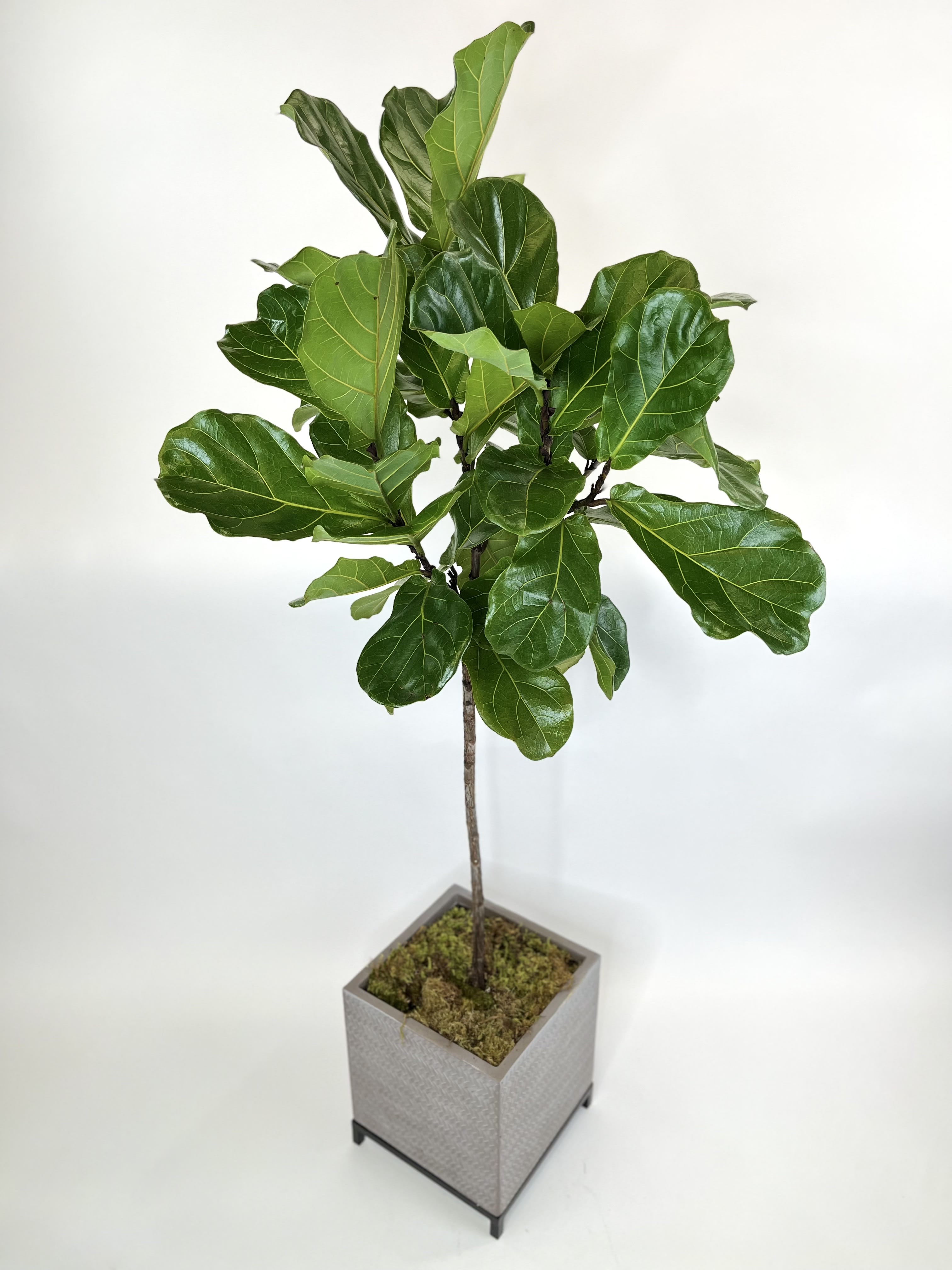 Fiddle Leaf Fig Tree by Love's Flower Shop