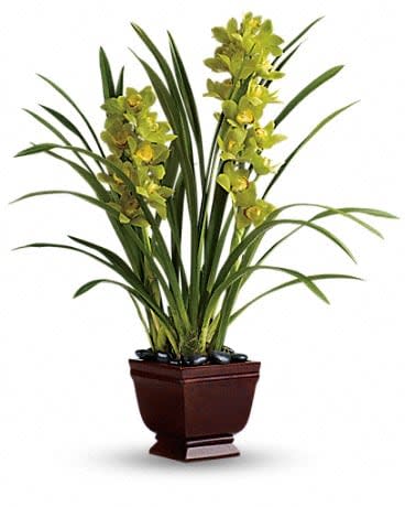 Teleflora's Splendid Orchids - As if beautifully blossoming green cymbidium orchids rising out of dramatic black river rocks weren't splendid enough, this gift takes it up a notch by delivering it all inside a beautiful Noble Heritage Urn. Stunning green cymbidium orchids are delivered in a unique glossy Noble Heritage Urn. It's an especially splendid gift. 