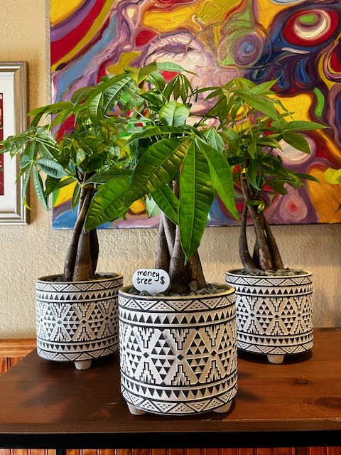 Money tree best sale plant pot
