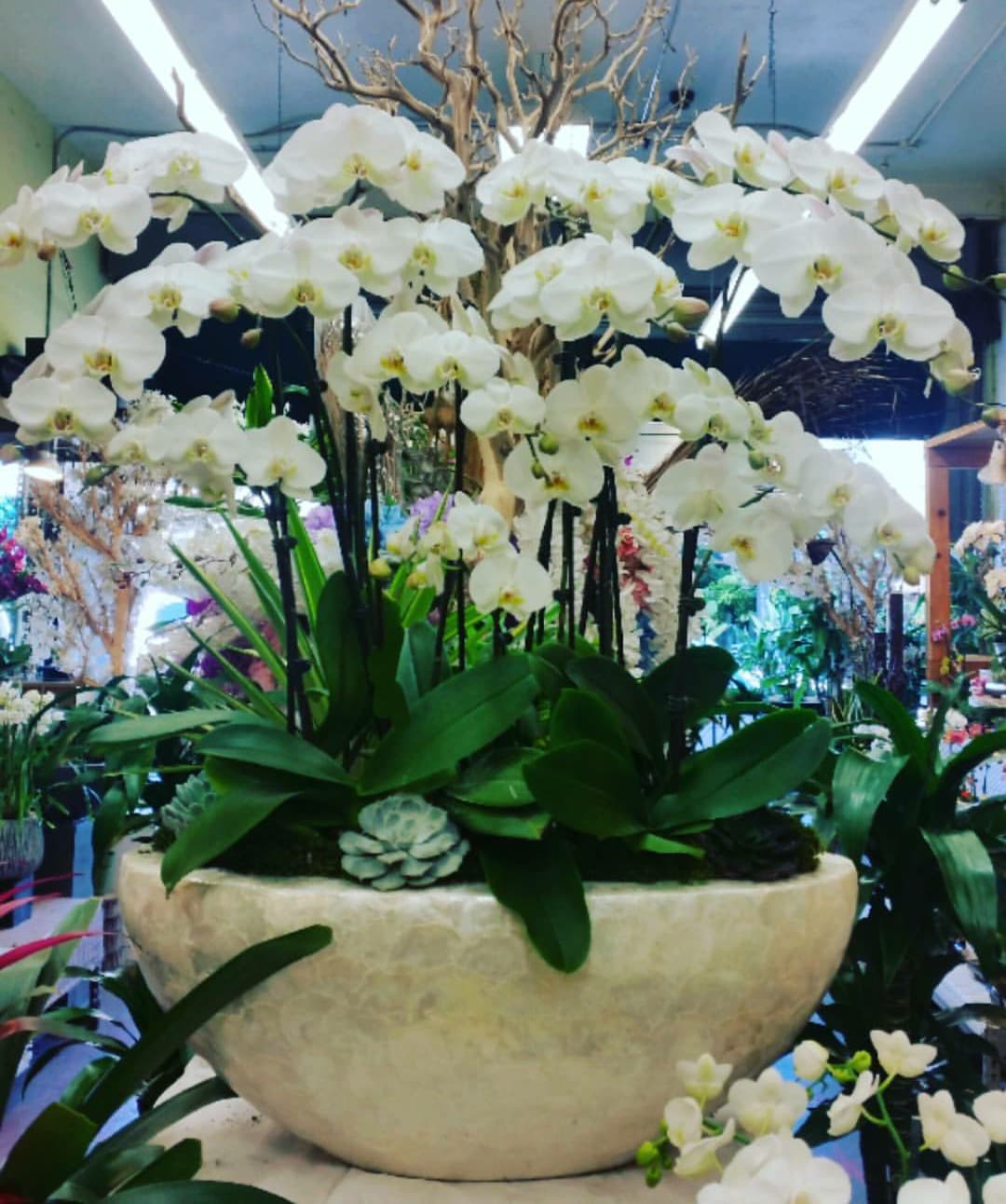 phalaenopsis orchid arrangement phalaenopsis orchid arrangement - phalaenopsis orchid arrangement large-scale design