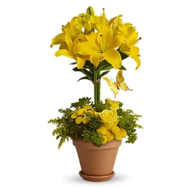 Yellow Fellow - This yellow fellow just can't contain himself. Full of joy and flowers, this bouquet delivers with two tiers of bright yellow blossoms! It's magical, so maybe it's not too surprising that a yellow butterfly has found a way to suspend itself within. Yellow roses, asiatic lilies and button spray chrysanthemums, solidago and greens delivered in a terra-cotta pot make this topiary extraordinary! 