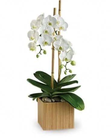 Teleflora's Opulent Orchids - Pure elegance. That's what these divine white phalaenopsis orchids deliver. They're beautiful upon arrival, and what's even more beautiful is that these amazing plants are easy to take care of, and can blossom for months. A white phalaenopsis orchid plant arrives in an exclusive bamboo cube. Now that's the kind of opulence anyone can appreciate. 
